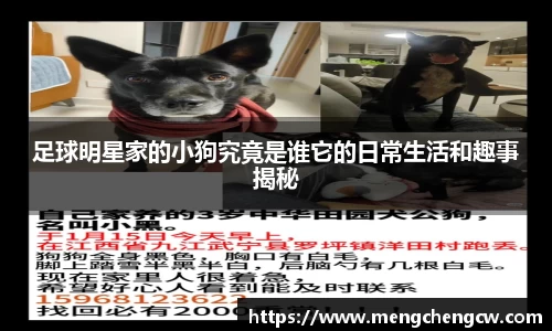 足球明星家的小狗究竟是谁它的日常生活和趣事揭秘